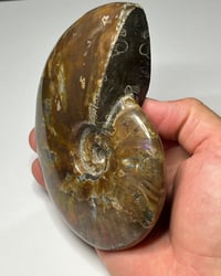 Image 15 of Large Purple Iridescent Ammonite Fossil #2443