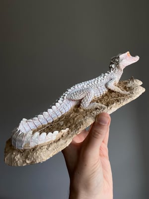 Albino Dwarf Caiman