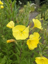 Image 1 of Evening Primrose : Oenothera biennis