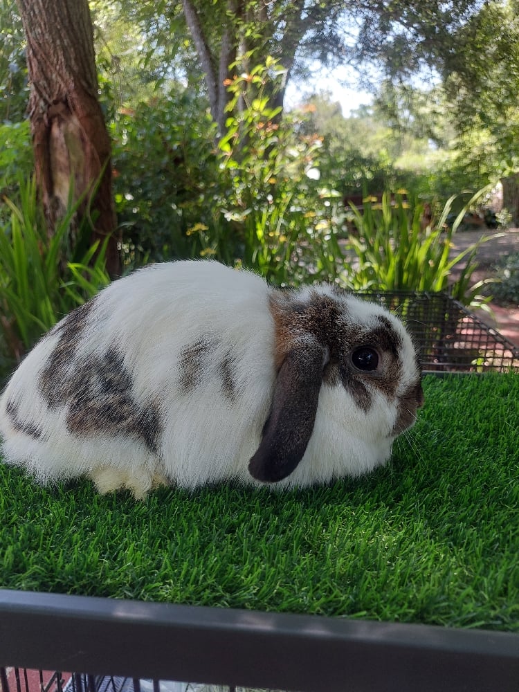 Image of Daisy (F)