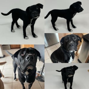 Image of Custom dog miniature 