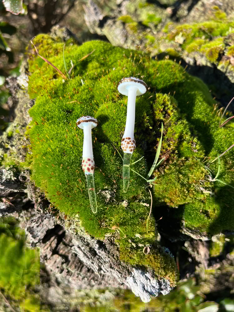Image of 2 Brown Spotted White Mushroom Plant Spikes