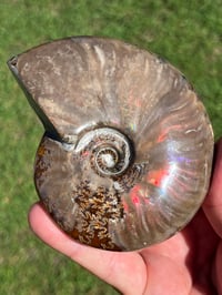 Image 1 of Purple - Rainbow Iridescent Ammonite Shell Fossil | Madagascar #2895