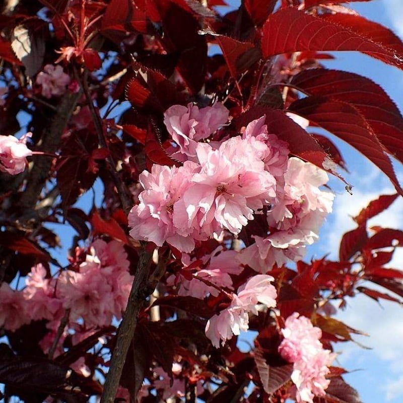 Image of Sakura 2.0 Fitted