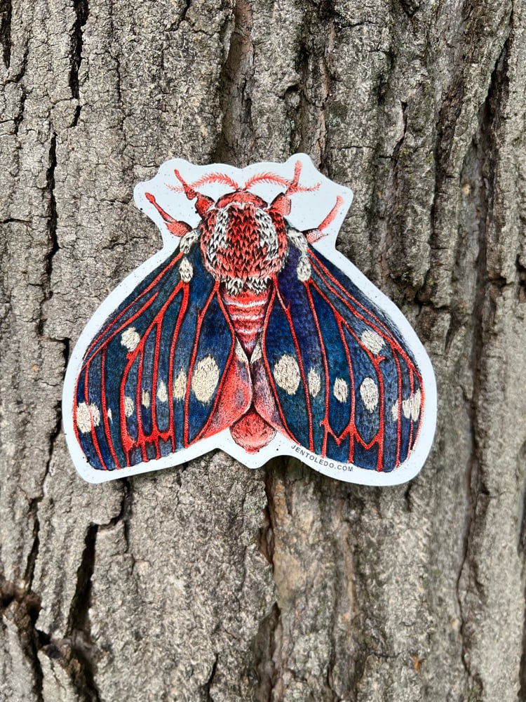 Image of Walnut Moth Sticker