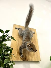 Image 1 of Make your own Taxidermy Squirrel Workshop March 26th 5.30pm to 9pm