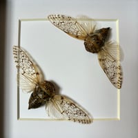 Image 2 of cicada duo