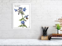 Image 1 of Borago officinalis