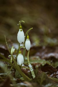 Image 2 of Imbolc Ritual set