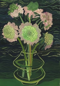 Scabiosa 