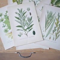 Image 1 of Planches De Botanique Saule, Tilleul, Olivier & Platane