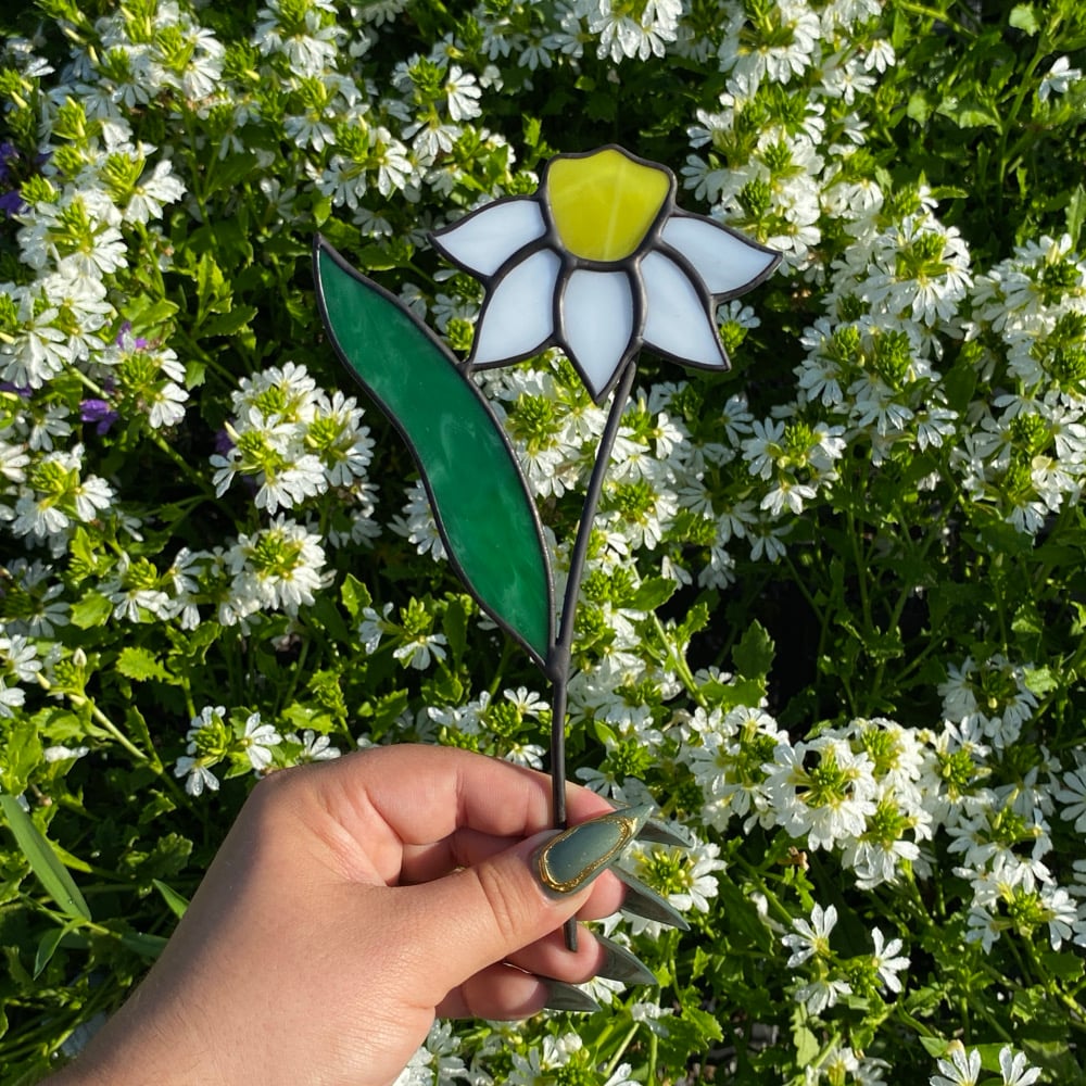 Image of Daffodil Plant Stakes