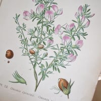 Image 6 of Planches De Botanique Anciennes En Couleurs  
