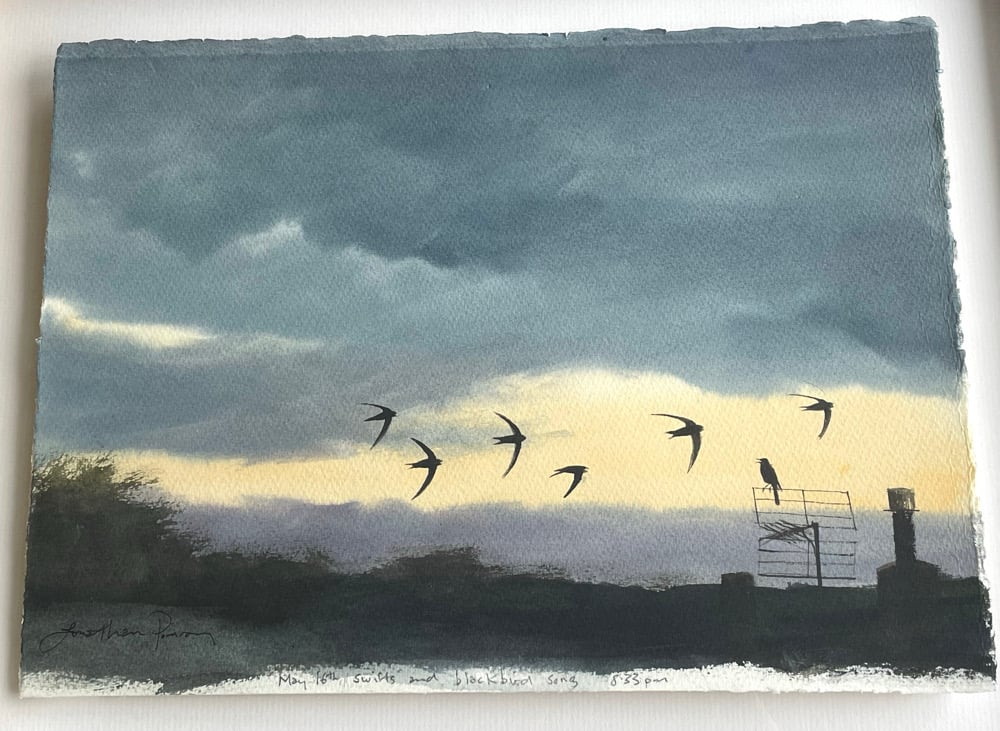 Image of Swifts and singing blackbird 