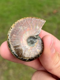Image 8 of Opalized Ammonite Shell Fossil #2248