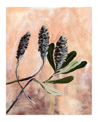 Image 2 of old banksia gentle dawn 
