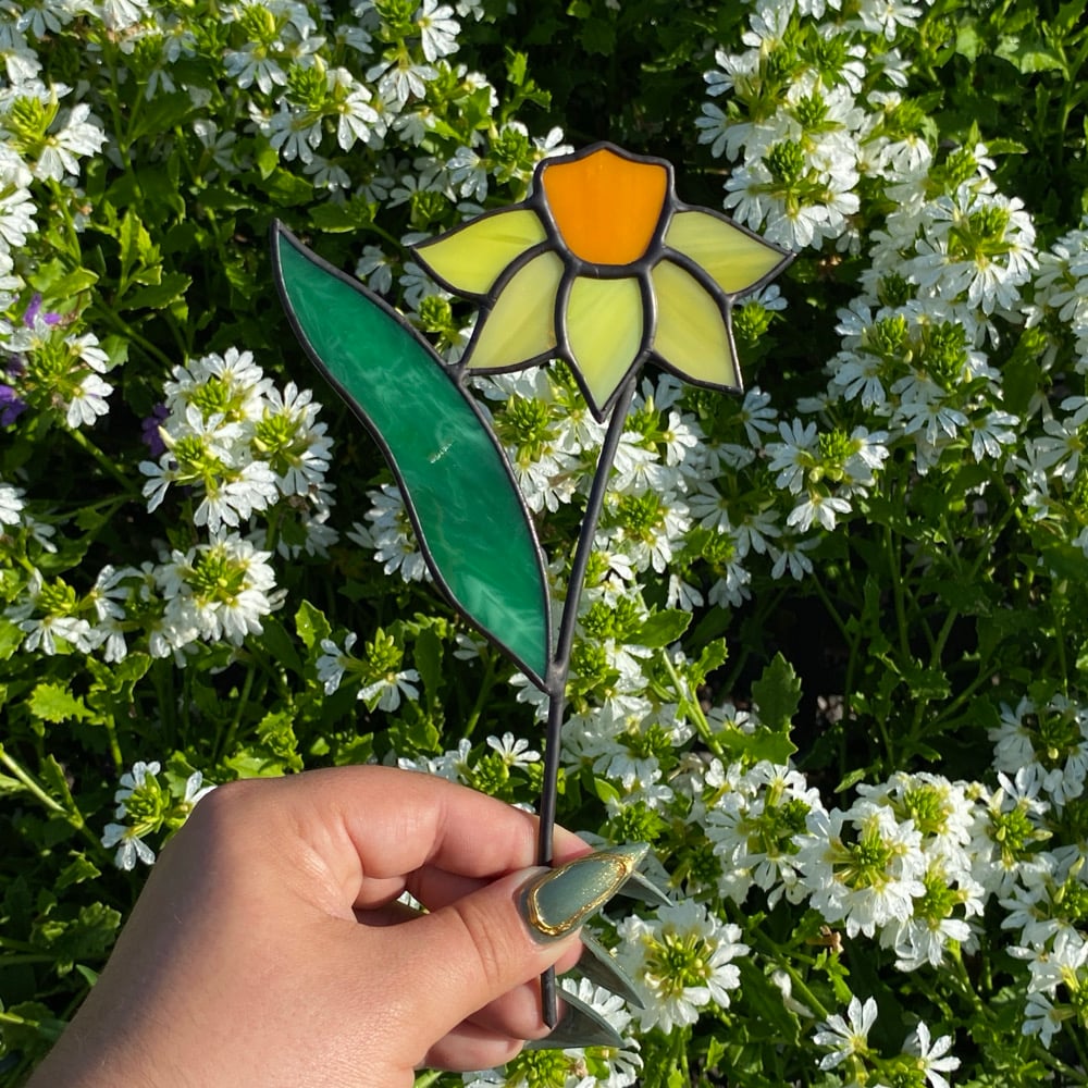 Image of Daffodil Plant Stakes