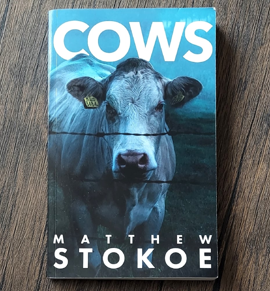 Cows, by Matthew Stokoe