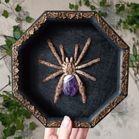 Image 1 of Heteroskodra Maculata