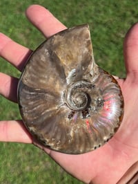 Image 21 of Purple - Rainbow Iridescent Ammonite Shell Fossil | Madagascar #2895