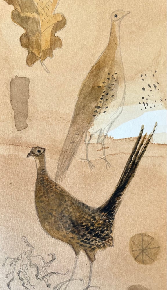 Image of Two female pheasants 