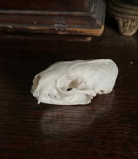 Polecat Skull