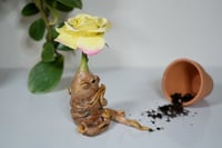 Image 5 of Rose Mandrake - Sweet Pea