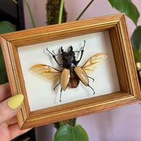 Image 2 of gold stag beetle 