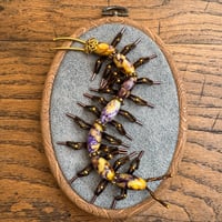 Image 4 of Centipede (b,  4x5 inches)