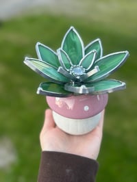 Image 1 of Swirl green succulent 