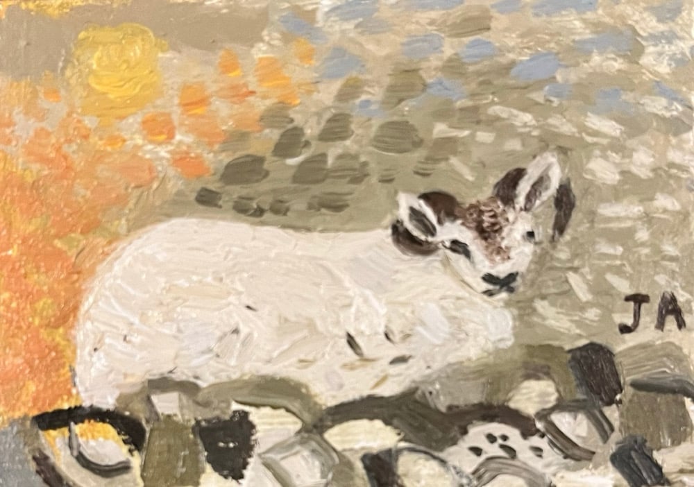 Image of Swaledale sheep