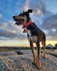 Medium Dog Tags 