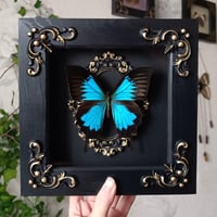 Ulysses butterfly