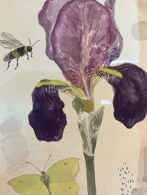 Image of Iris, brimstone and solitary bee. 