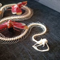 Image 3 of Viper skeleton with red lanternflies 