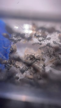 Image 3 of Iridomyrmex anceps 