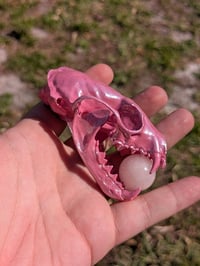 Image 2 of Pearly Pine Marten 