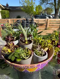 Misc succulents 