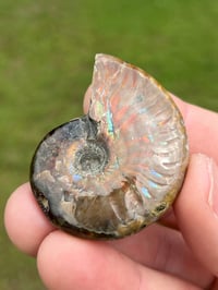 Image 1 of Opalized Ammonite Shell Fossil #2248