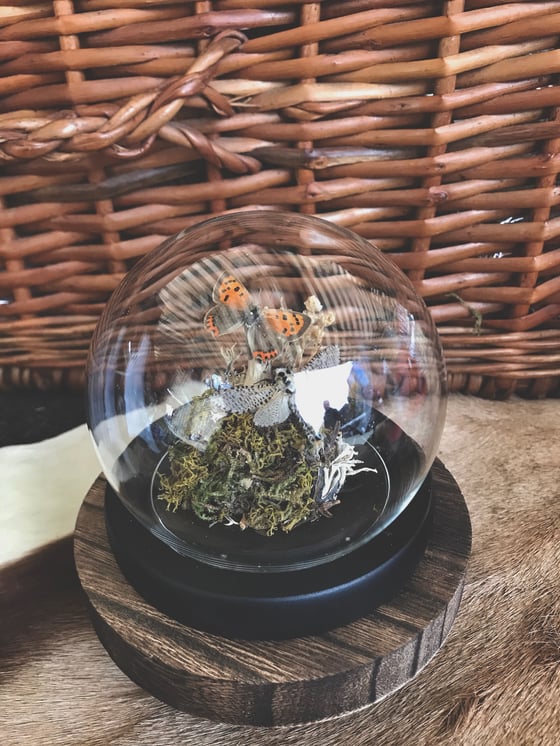 Image of British Wildlife Inspired Small Curiosity Dome