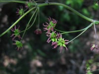 Image 1 of Tall Meadowrue : Thalictrum polycarpum