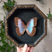 Blue Morpho Peleidas