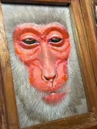 Image 4 of Peekaboo!