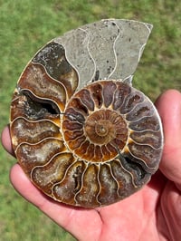 Image 2 of Ammonite Fossil Pair | Madagascar #2902