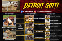 Image 5 of Detroit Gotti Stud Fee