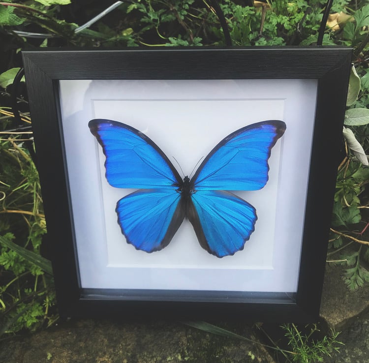 Image of Large Framed Blue Morpho Butterfly