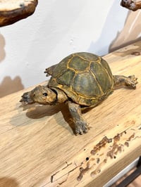 Image 15 of Steady On- Julie Kradel