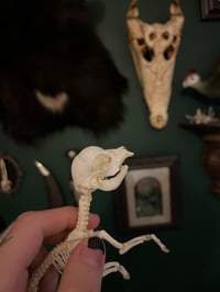 Image 3 of Pathological Daschund Puppy Skeleton