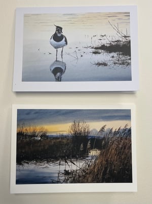 Image of  Barn owl and lapwing cards- pack of 4