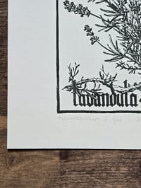 Image 4 of Mercurius Lavandula • Planherbarium linocut paper print
